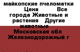  майкопские пчеломатки F-1  › Цена ­ 800 - Все города Животные и растения » Другие животные   . Московская обл.,Железнодорожный г.